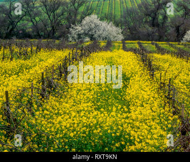 Carneros Bezirk, Napa Valley, Kalifornien Stockfoto