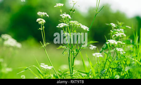 Grüne Pflanzen mit kleinen weißen Blüten Stockfoto