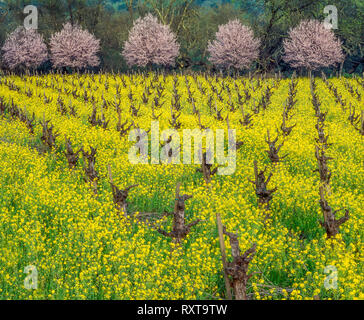 Senf, Pflaume Blüten, Calistoga, Napa Valley, Kalifornien Stockfoto