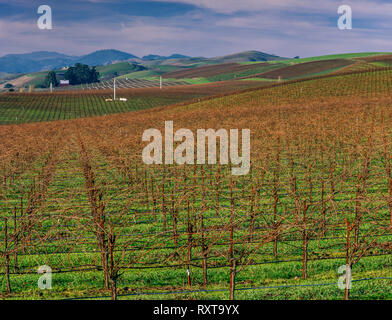 Carneros Bezirk, Napa Valley, Kalifornien Stockfoto