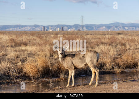 Hirsch Reh stehend an einem teilweise gefrorenen Wasser Pfütze mit Denver im Hintergrund. Beim Rocky Mountain Arsenal, Colorado, USA, übernommen. Stockfoto