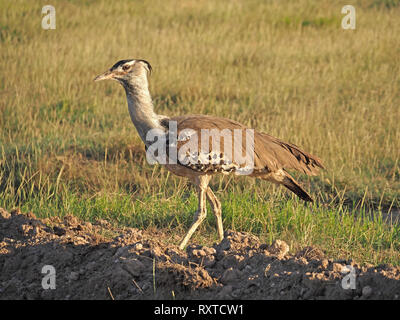 Porträt eines eleganten männlichen Kori Bustard (Ardeotis Kori) die weltweit größte (schwerste) fliegender Vogel Jagd auf den Ebenen des Amboseli NP Kenia, Afrika Stockfoto