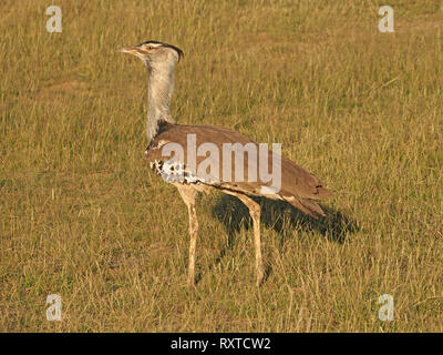 Porträt eines eleganten männlichen Kori Bustard (Ardeotis Kori) die weltweit größte (schwerste) fliegender Vogel Jagd auf den Ebenen des Amboseli NP Kenia, Afrika Stockfoto