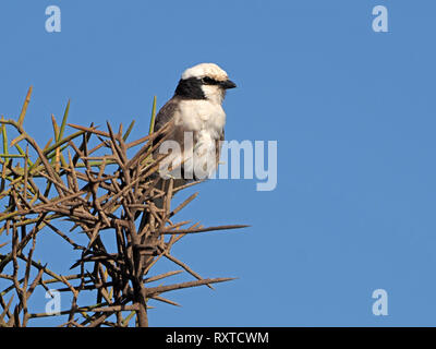 Northern White - gekrönte Bush Shrike oder White-rumped Shrike (Eurocephalus ruppelli) - nicht wirklich auf dichten Dornen aus Akazie aufgespießt, Kenia Afrika Stockfoto