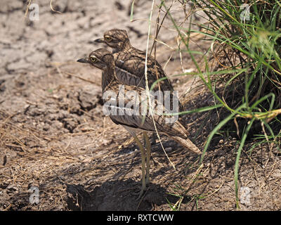 Paar Wasser mit dickem Knie (Burhinus vermiculatus), oder Wasser dikkop mit kryptischen Gefieder stand im Schatten der ein Büschel Gras im Amboseli NP Kenia Afrika Stockfoto