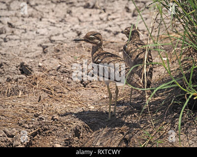 Paar Wasser mit dickem Knie (Burhinus vermiculatus), oder Wasser dikkop mit kryptischen Gefieder stand im Schatten der ein Büschel Gras im Amboseli NP Kenia Afrika Stockfoto