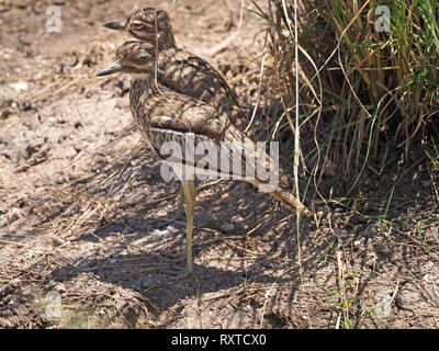 Paar Wasser mit dickem Knie (Burhinus vermiculatus), oder Wasser dikkop mit kryptischen Gefieder stand im Schatten der ein Büschel Gras im Amboseli NP Kenia Afrika Stockfoto