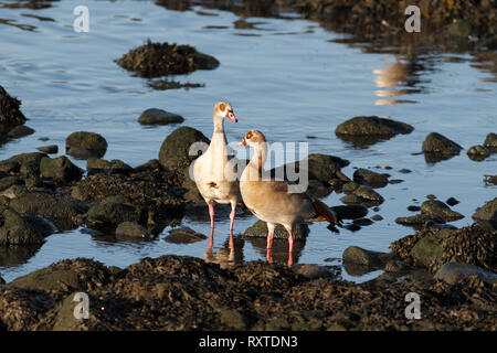 Paar Nilgänse am Ufer des Flusses Douro. Am frühen Morgen Licht. Nilgans obwohl exotische in Portugal hat von Zeit gesehen worden zu Ti Stockfoto