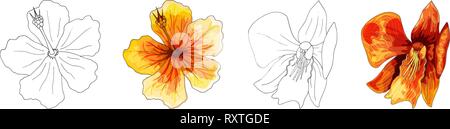 Tropische Orchideen, rote Blume mit orangefarbenen und gelben Adern auf weißem Hintergrund Stock Vektor