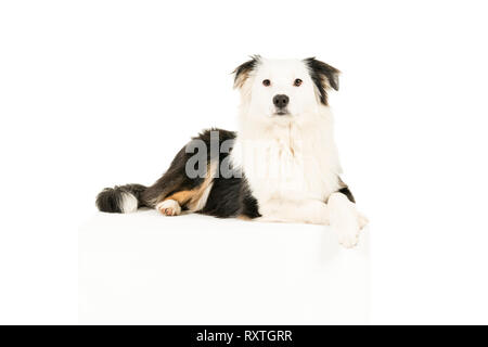 Australian Shepherd Dog in weißen Hintergrund liegend Pfoten an Kamera suchen gekreuzt Stockfoto