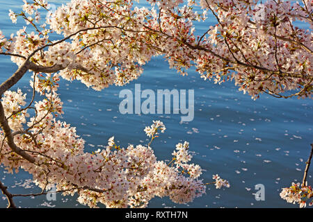 Zarte Kirschbaum Blüten und ihrem gefallenen Blütenblätter auf dem Gewässer Hintergrund. Cherry Tree Branches gekrümmt über Tidal Basin Behälter Wasser in Washin Stockfoto