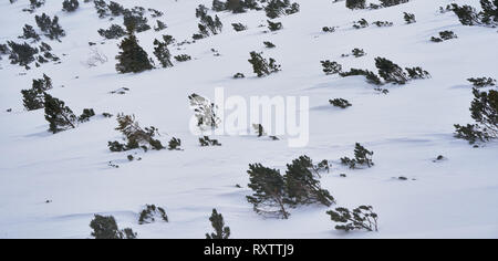 Zwergkiefer (Pinus mugo) verstreut über einen tiefen, schneebedeckten alpinen Hang im Winter in der Hohen Tatra, Slowakei. Stockfoto
