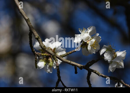 Mandelbaum Blüten sind rund um die Stadt von almazán gesehen, im Norden von Spanien, wo die Temperaturen bis 19 °C in den Nachmittagsstunden erreicht haben. Die blühenden Mandelbäumen ist mehrere Tage im Norden des Landes durch warmes Wetter erwartet. In den südlichen Provinzen des Landes, die Temperaturen erreichen 30°C Grad. Im Februar war der dritte wärmsten in Spanien bisher dieses Jahrhunderts. Stockfoto