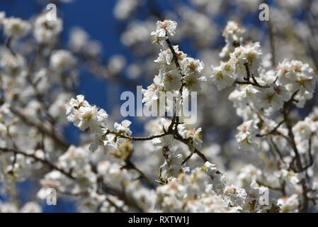 Mandelbaum Blüten sind rund um die Stadt von almazán gesehen, im Norden von Spanien, wo die Temperaturen bis 19 °C in den Nachmittagsstunden erreicht haben. Die blühenden Mandelbäumen ist mehrere Tage im Norden des Landes durch warmes Wetter erwartet. In den südlichen Provinzen des Landes, die Temperaturen erreichen 30°C Grad. Im Februar war der dritte wärmsten in Spanien bisher dieses Jahrhunderts. Stockfoto