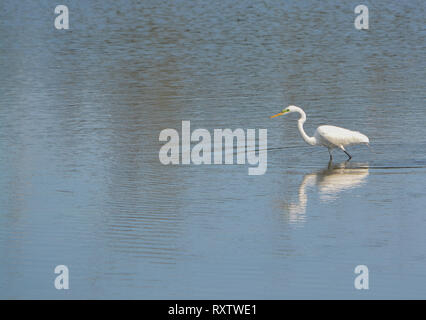 Große weiße Reiher an der grossen Talbot Island State Park, Jacksonville, Duval County Florida USA Stockfoto