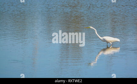 Große weiße Reiher an der grossen Talbot Island State Park, Jacksonville, Duval County Florida USA Stockfoto