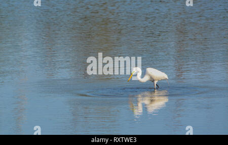 Große weiße Reiher an der grossen Talbot Island State Park, Jacksonville, Duval County Florida USA Stockfoto