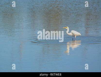 Große weiße Reiher an der grossen Talbot Island State Park, Jacksonville, Duval County Florida USA Stockfoto