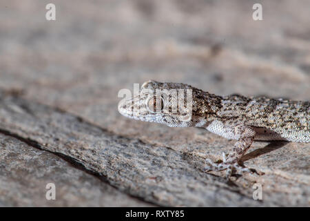 Ein Kotschy Gecko in seiner natürlichen Umgebung gefunden Stockfoto