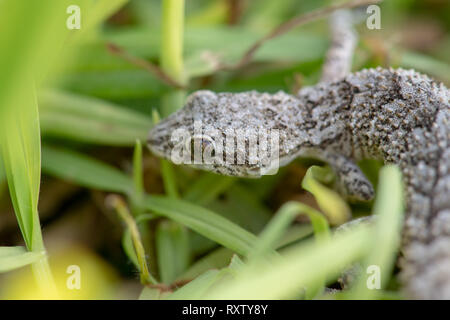 Ein Kotschy Gecko in seiner natürlichen Umgebung gefunden Stockfoto