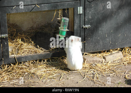 Flauschige weiße kleine Hase Hase von hinten in einen kleinen Zoo niedlich. Frühling im Keukenhof flower garden, Niederlande Stockfoto