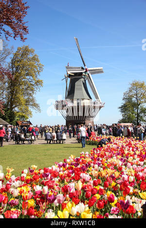 Menschen zu Fuß in der Nähe von traditionellen alten Holz- Mühle auf dem Gebiet der gelben und roten schöne Tulpen hautnah. Frühling im Keukenhof flower garden Stockfoto