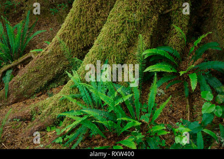 Küstenregenwald Detail mit Deer Fern (blechnum Spicant), Pacific Rim National Park in der Nähe von Tofino, Britisch-Kolumbien, Kanada Stockfoto