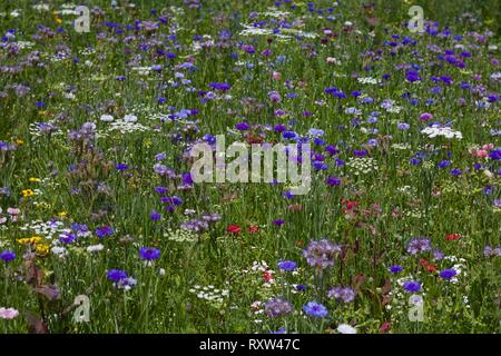 Wildflower Wiese mit verschiedenen farbigen wilden Blumen Stockfoto