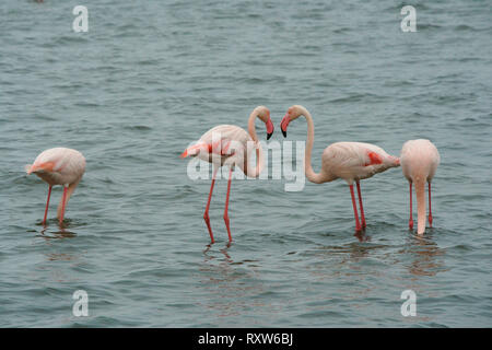 Der Greater Flamingo (Phoenicopterus Roseus) in Walvis Bay, Namibia, Afrika, Dies ist der größte und am weitesten verbreitete Mitglied der Flamingo Familie Stockfoto