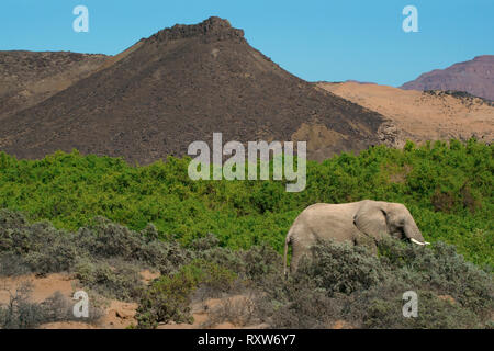 Wüste - angepasst Elefant (Loxodonta Africana) ist ein afrikanischer Busch Elefant mit speziellen Anpassungen in den Wüsten Afrikas, um zu überleben. Sie haben längere Beine, kleiner Statur und eine grössere Auswirkung als andere Bush Elefanten. In der Nähe von mowani Lodge in der Namib Wüste im Nordwesten von Namibia, Afrika Stockfoto