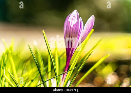 Nahaufnahme von Krokusse (Crocus sp.) Blumen auf einem Garten Bett in voller Blüte. Stockfoto