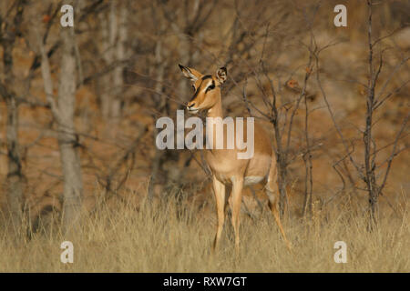 Schwarz-faced Impalas (Aepyceros melampus) Ewe ist eine mittelgroße Antilope im südlichen Afrika, Otjovasandu Hobatera Lodge, Namibia, Afrika gefunden Stockfoto