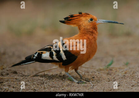 Afrikanischer Wiedehopf (Upupa Africana, Upupidae Familie.) Dieser Vogel hat einen langen Grat, die kurz angehoben wird, wenn der Vogel alarmiert wird. In diesem Bild die Crest ist teilweise angehoben. Länge dieser Vogel: ca.. 25 cm. Im Etosha Nationalpark Hauptquartier, wo es sehr viel schien zu Hause, Namibia, Afrika fotografiert. Stockfoto