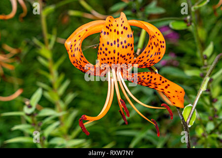 Orange Tiger Lily Stockfoto
