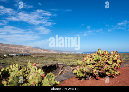 Der Kaktus Garten Projekt von César Manrique. Guatiza auf Lanzarote. Spagna Stockfoto