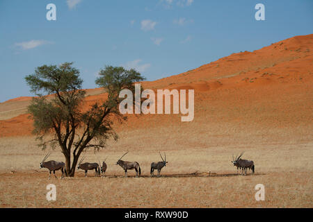 Oryx, Oryx, Oryx gazella, einer Gruppe von Oryx cool bleiben unter einer Akazie am Mittag, in der Namib Rand Nature Reserve, Western Namibia, Afrika. Der ORYX hat physiologische Anpassungen ermöglicht es ohne Wasser für Monate entwickelt. Stockfoto