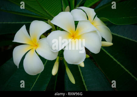 Plumeria Frangipani, Plumeria Alba (Apocynaceae). Auf Navotua Island, Fidschi fotografiert, South Pacific. Stockfoto