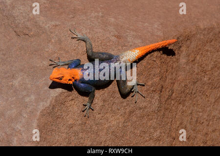 Rainbow Lizard (Agama agama) eine sehr bunte Eidechse, die scheint ganz in der Spitzkoppe, gemeinsame, Länge: 20 cm. Zentrale Namibia, Afrika Stockfoto