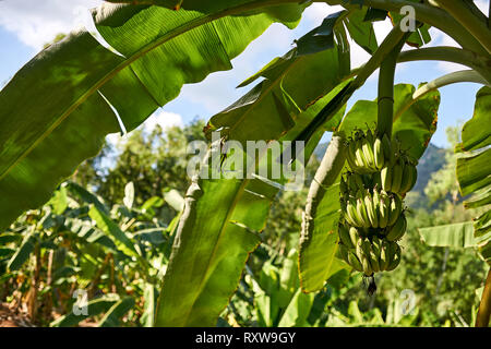 Grüne Bananen sind hängt am Baum auf der sonnigen Hintergrund der Plantage und blauer Himmel mit einigen Wolken. Horizontale. Stockfoto