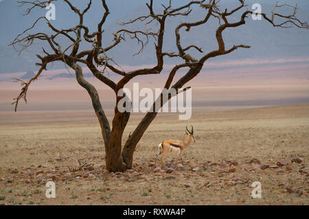 Springbock (Antidorcas Marsupialis) mit einer toten Akazie in der Namib Rand Nature Reserve, Western Namibia, Afrika. Stockfoto