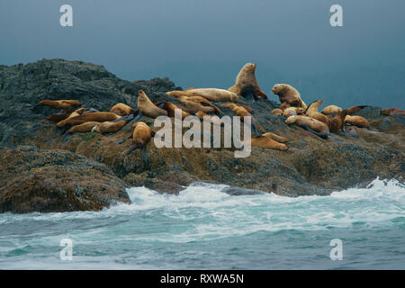 Steller Seelöwen (Eumetopias jubatus) Rookery auf einer Insel in der Nähe von Ucluelet, Pacific Rim National Park, British Columbia, Kanada Stockfoto