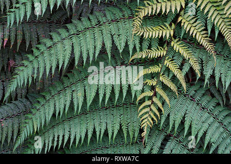 Baumfarn (Cyatheaceae) im Bellavista Cloud Forest Lodge in Ecuador. Die jüngeren Wedel darüberliegenden die Älteren verfügen über hellere Schattierungen von Grün. Stockfoto