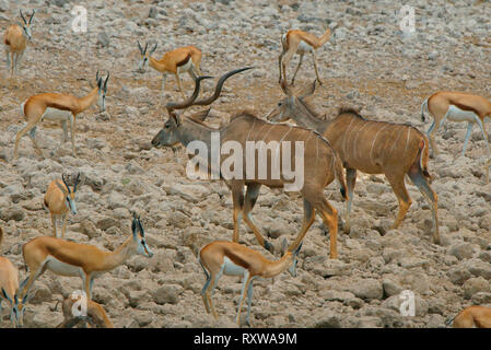 Ein Mann und eine Frau mehr Kudu (tragelaphus Strepsiceros) (große Antilopen sind umgeben von Springbok (kleinere Antilopen), wie sie von einem Wasserloch im Etosha National Park, Namibia, Afrika zu Fuß Stockfoto