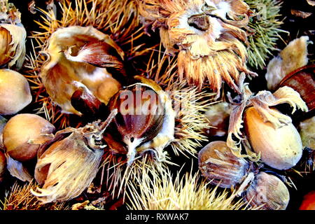 Hazel und Cob Nusskerne Stockfoto