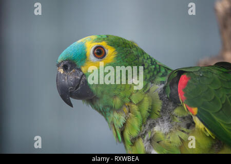 Türkis-fronted Amazon (Amazona aestiva), auch als Blue-fronted Parrot bekannt. Stockfoto