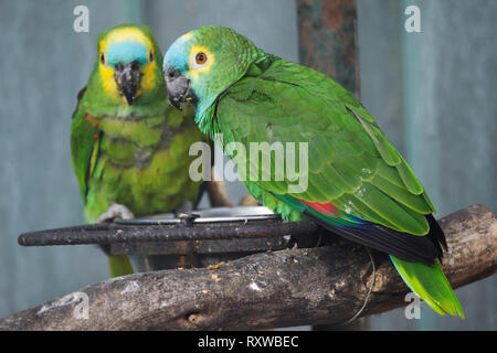 Türkis-fronted Amazon (Amazona aestiva), auch als Blue-fronted Parrot bekannt. Stockfoto