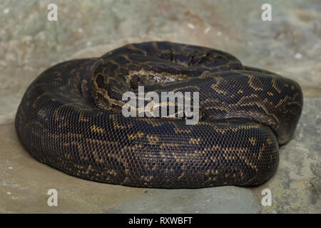 Tigerpython (Python bivittatus), auch als die burmesische Rock python bekannt. Stockfoto