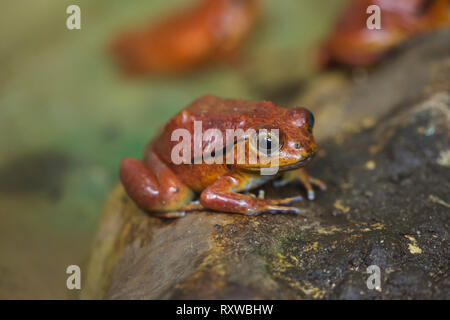 Tomate Frosch (Dyscophus guineti), auch als der falsche Tomate Frosch bekannt. Stockfoto