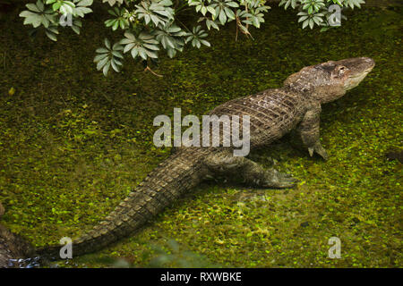 American alligator (Alligator mississippiensis). Wild lebende Tier. Stockfoto