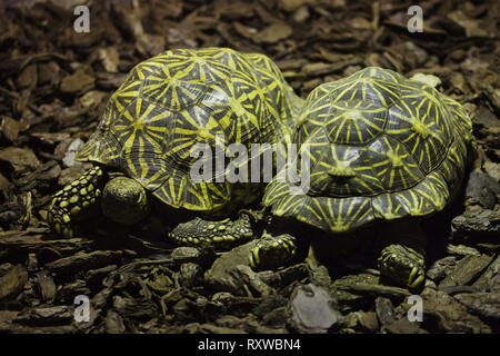 Indische stern Schildkröte (Geochelone elegans). Wild lebende Tier. Stockfoto